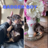 Mixed Breed - Both