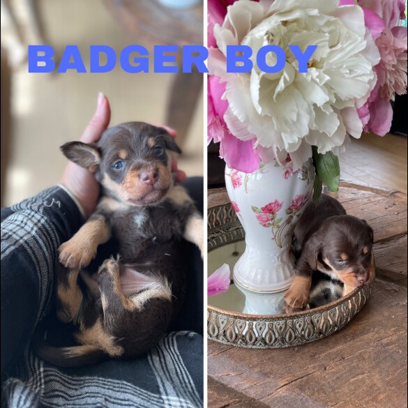 Mixed Breed - Both