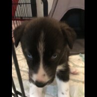 Mixed Breed - Both