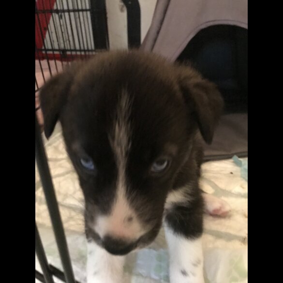 Mixed Breed - Both