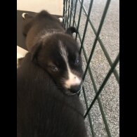 Mixed Breed - Both