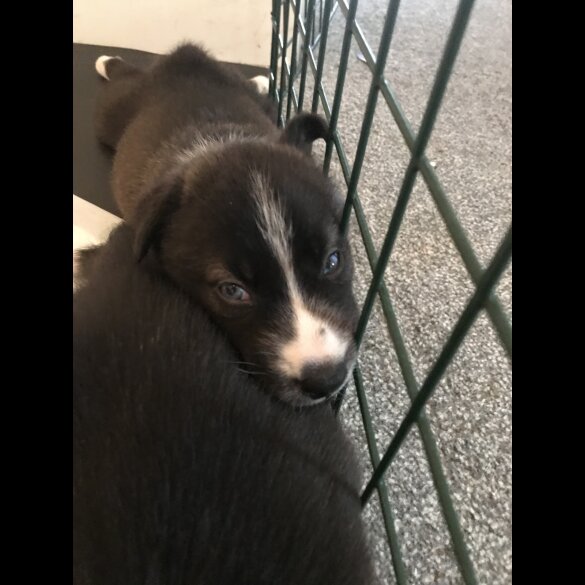 Mixed Breed - Both