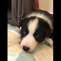 Mixed Breed - Both