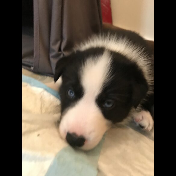 Mixed Breed - Both