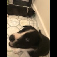 Mixed Breed - Both