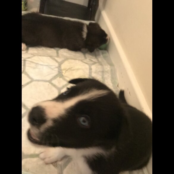 Mixed Breed - Both