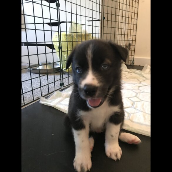 Mixed Breed - Both