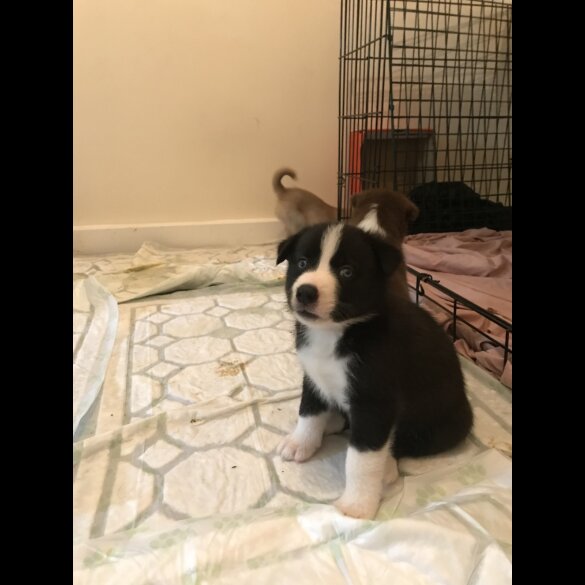 Mixed Breed - Both
