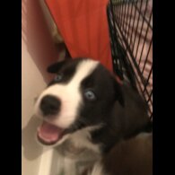 Mixed Breed - Both
