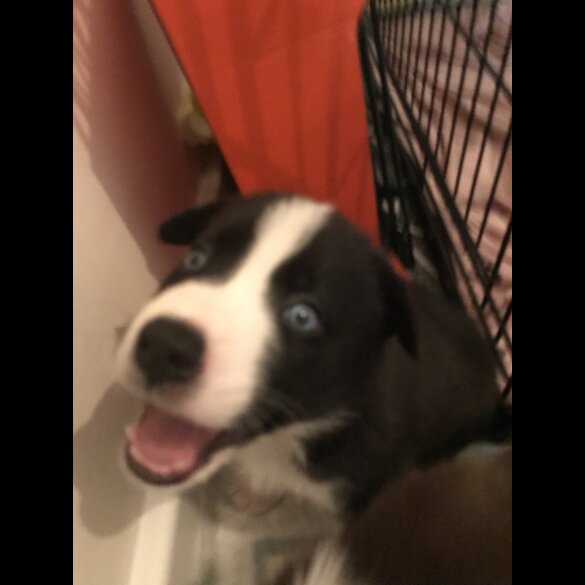 Mixed Breed - Both