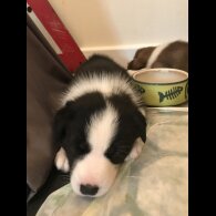 Mixed Breed - Both
