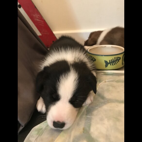 Mixed Breed - Both