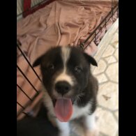 Mixed Breed - Both