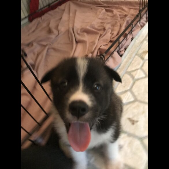 Mixed Breed - Both