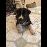 Mixed Breed - Both