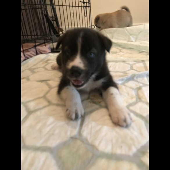 Mixed Breed - Both