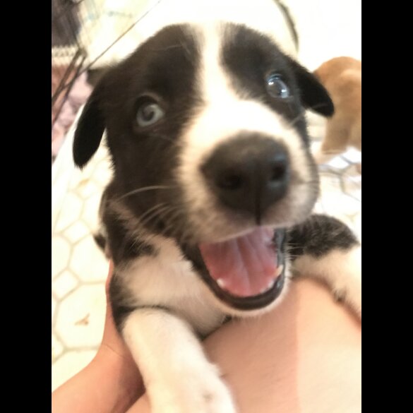 Mixed Breed - Both