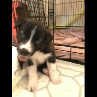 Mixed Breed - Both