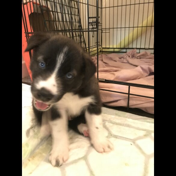 Mixed Breed - Both