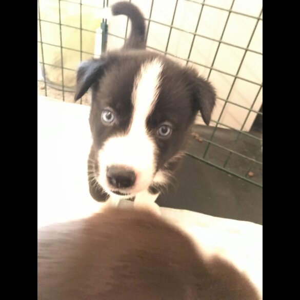Mixed Breed - Both