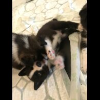 Mixed Breed - Both
