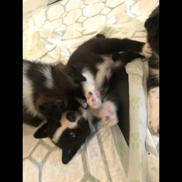 Mixed Breed - Both