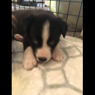 Mixed Breed - Both