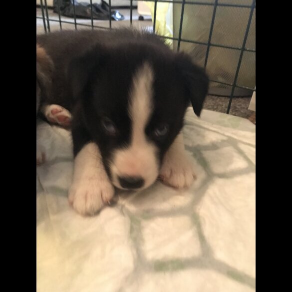 Mixed Breed - Both