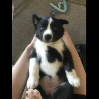 Mixed Breed - Both