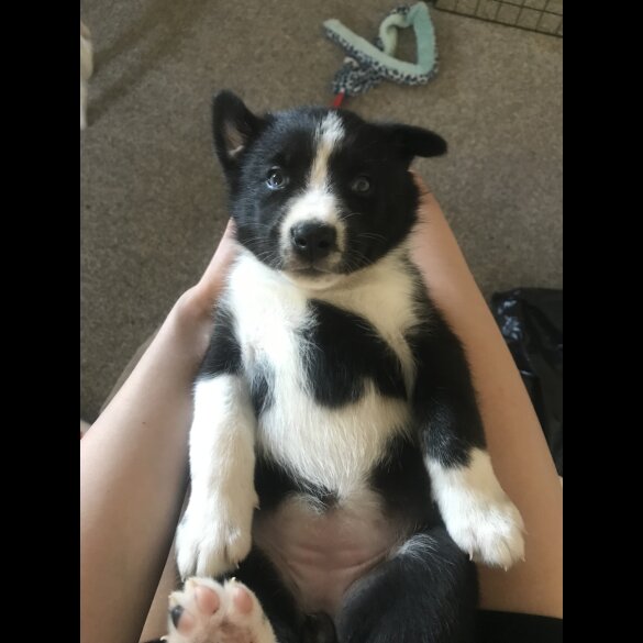 Mixed Breed - Both