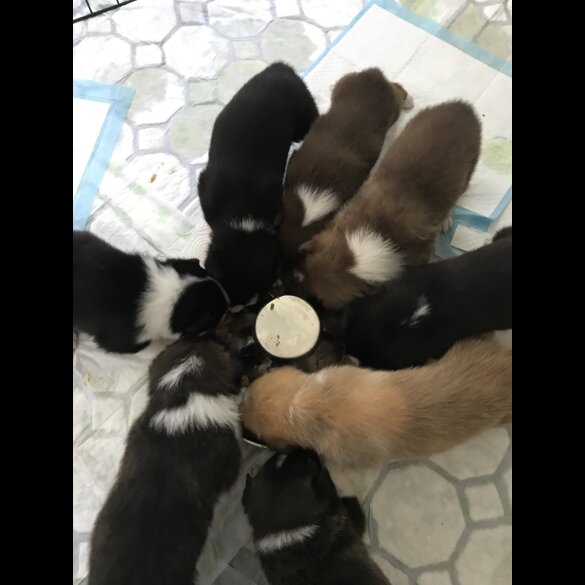 Mixed Breed - Both