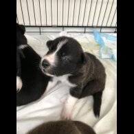 Mixed Breed - Both