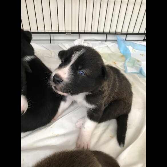 Mixed Breed - Both