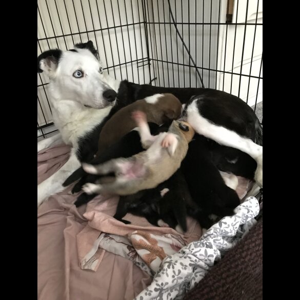 Mixed Breed - Both