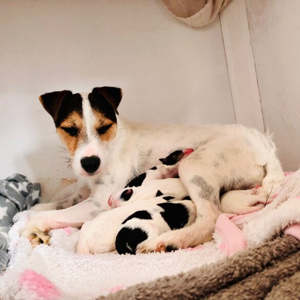 Parson Russell Terrier - Both