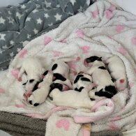 Parson Russell Terrier - Both
