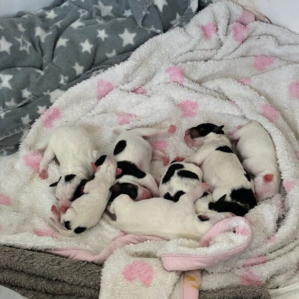 Parson Russell Terrier - Both
