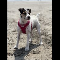 Parson Russell Terrier - Both