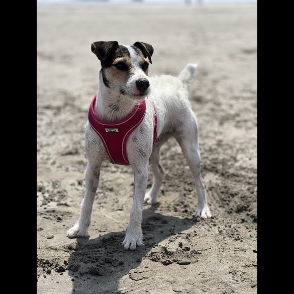 Parson Russell Terrier - Both