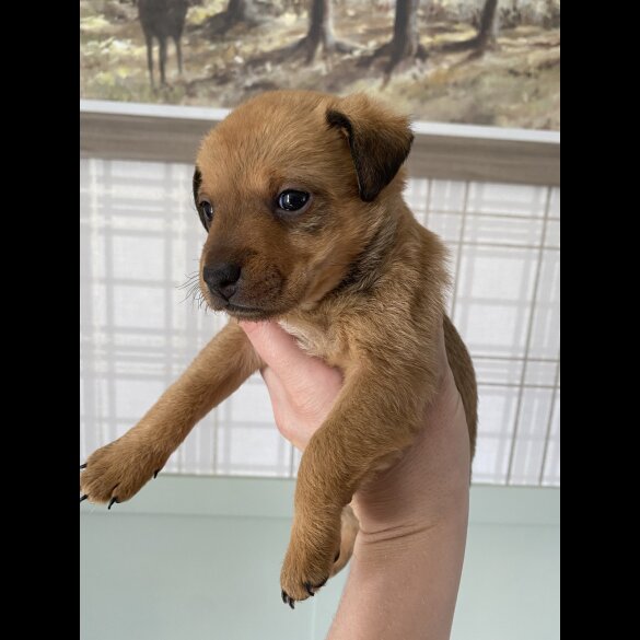Patterdale Terrier - Both