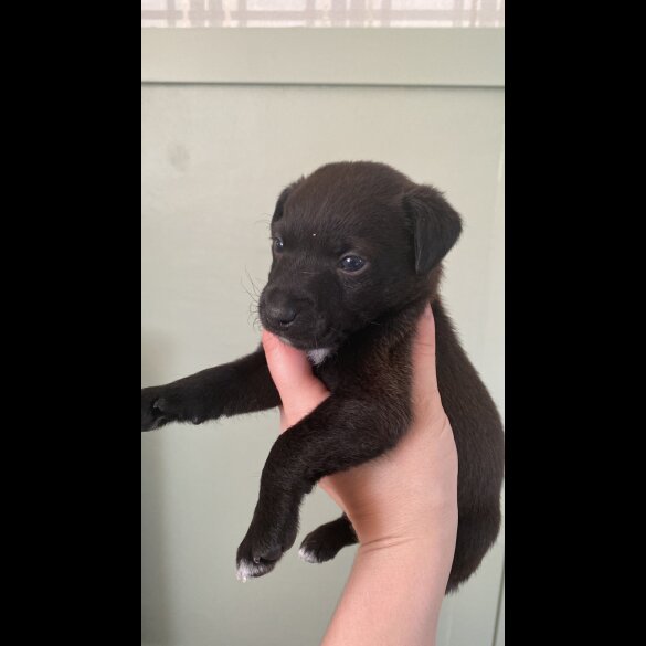 Patterdale Terrier - Both