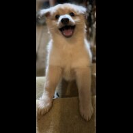 Pomeranian - Both