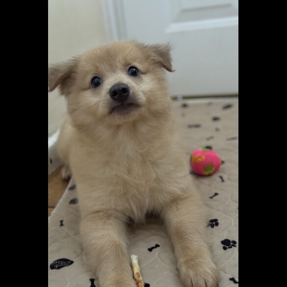 Pomeranian - Both