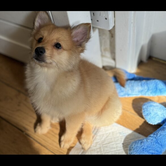 Pomeranian - Both