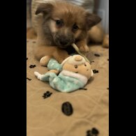Pomeranian - Both