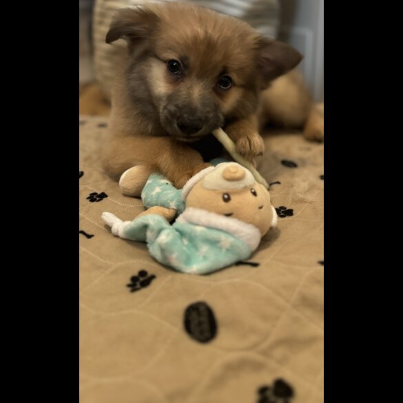 Pomeranian - Both