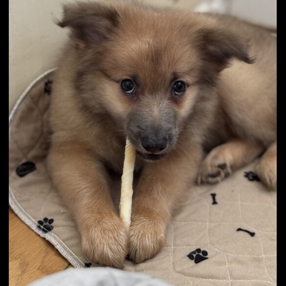 Pomeranian - Both