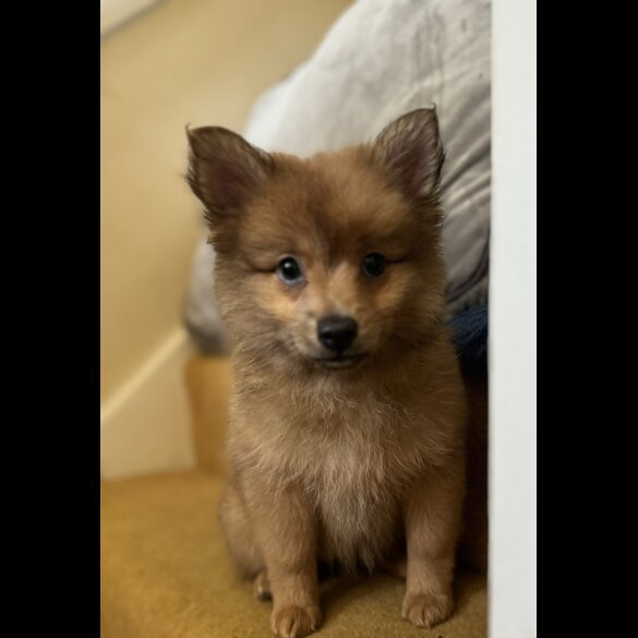 Pomeranian - Both