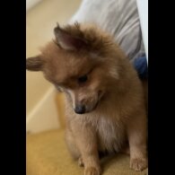 Pomeranian - Both