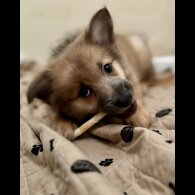 Pomeranian - Both